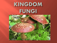 Kingom Fungi