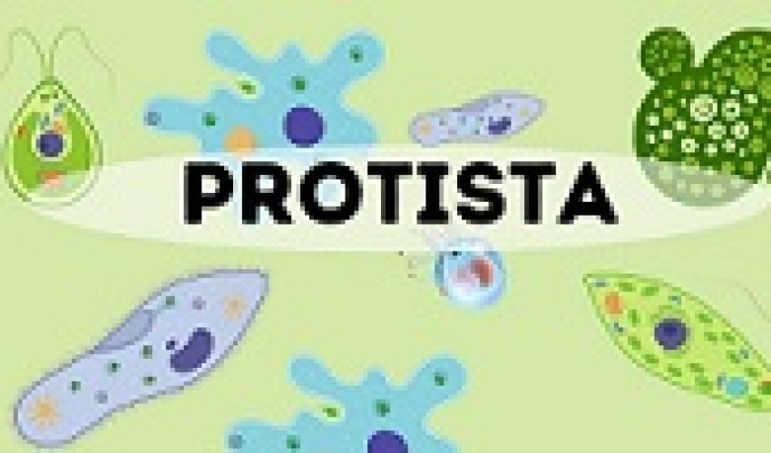 Protista kingdom