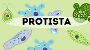 Protista kingdom