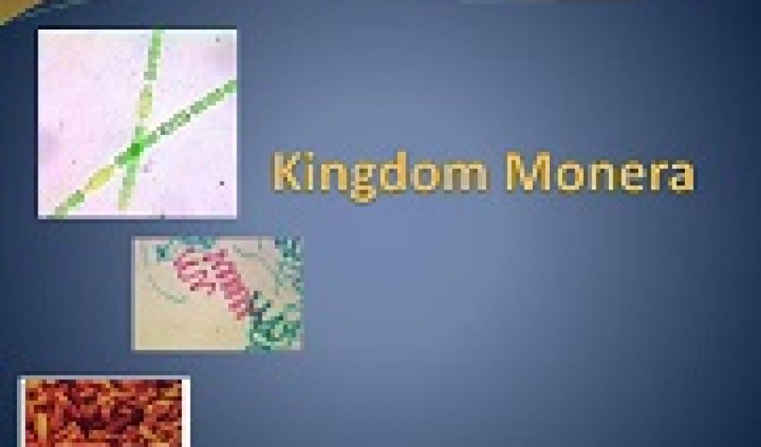kingdom-monera-l